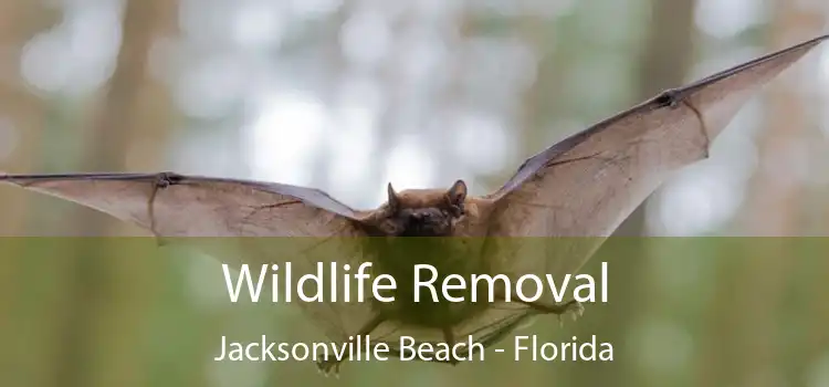 Wildlife Removal Jacksonville Beach - Florida