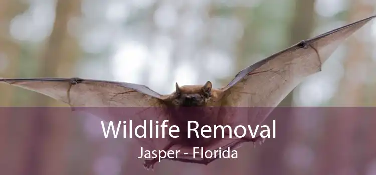 Wildlife Removal Jasper - Florida