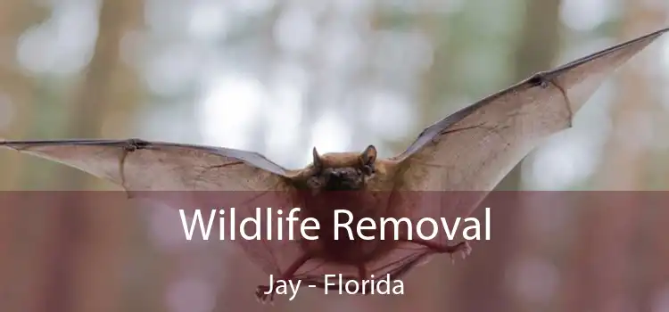 Wildlife Removal Jay - Florida