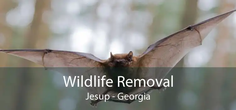 Wildlife Removal Jesup - Georgia
