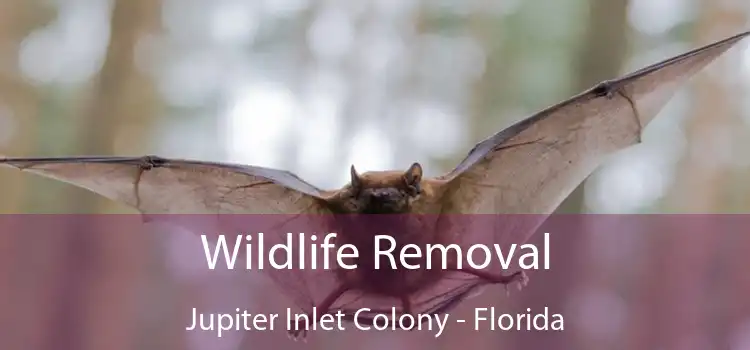 Wildlife Removal Jupiter Inlet Colony - Florida