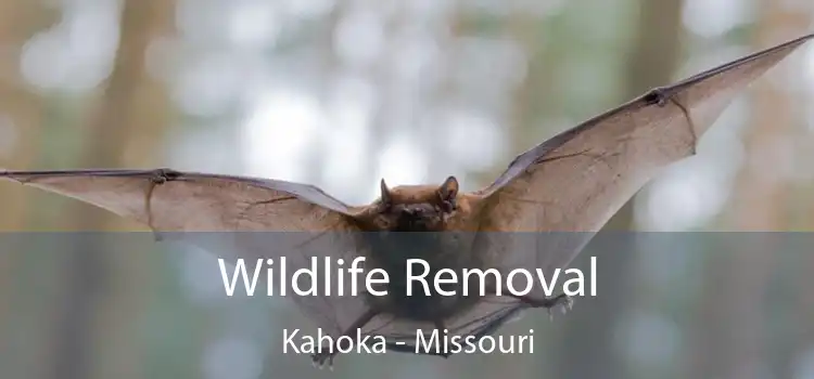 Wildlife Removal Kahoka - Missouri