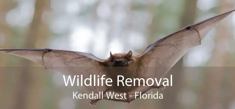 Wildlife Removal Kendall West - Florida