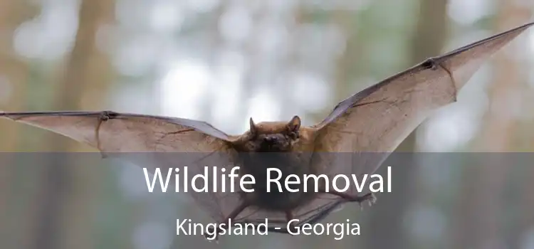 Wildlife Removal Kingsland - Georgia