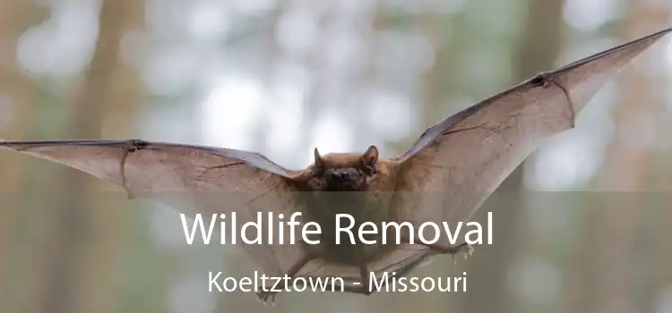 Wildlife Removal Koeltztown - Missouri
