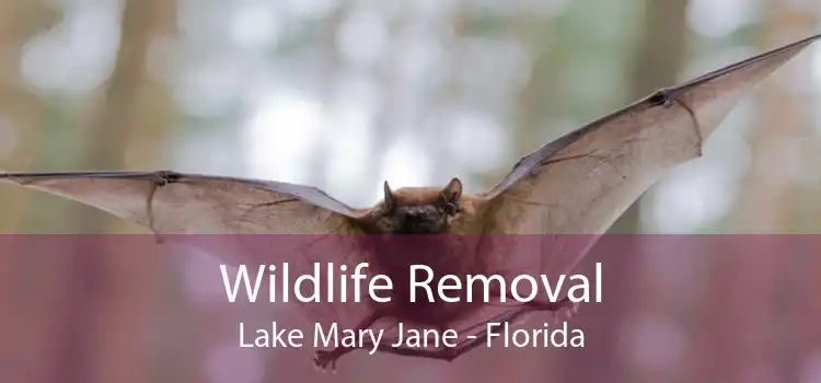 Wildlife Removal Lake Mary Jane - Florida