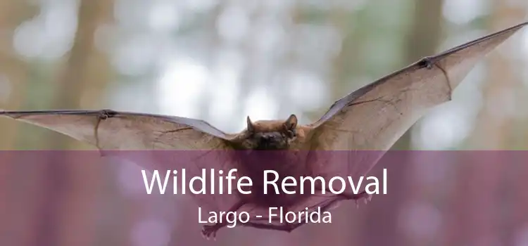 Wildlife Removal Largo - Florida
