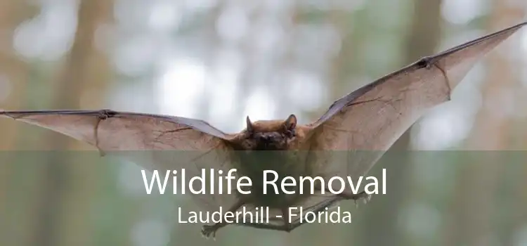 Wildlife Removal Lauderhill - Florida