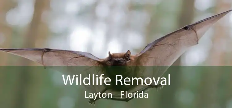 Wildlife Removal Layton - Florida