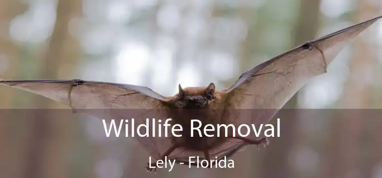 Wildlife Removal Lely - Florida