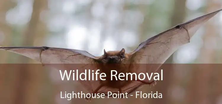 Wildlife Removal Lighthouse Point - Florida