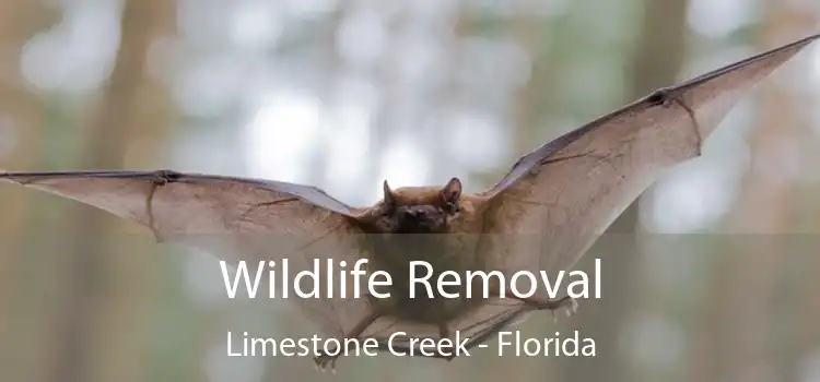 Wildlife Removal Limestone Creek - Florida