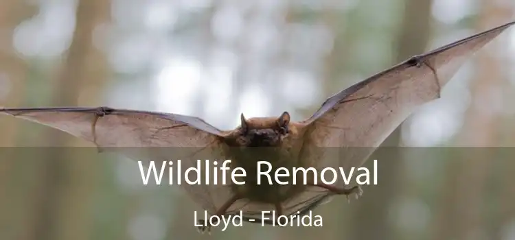Wildlife Removal Lloyd - Florida