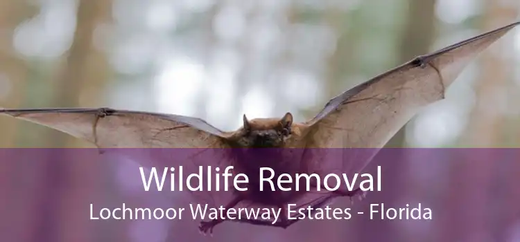 Wildlife Removal Lochmoor Waterway Estates - Florida