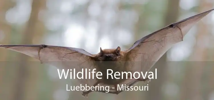 Wildlife Removal Luebbering - Missouri