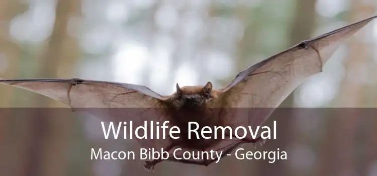 Wildlife Removal Macon Bibb County - Georgia