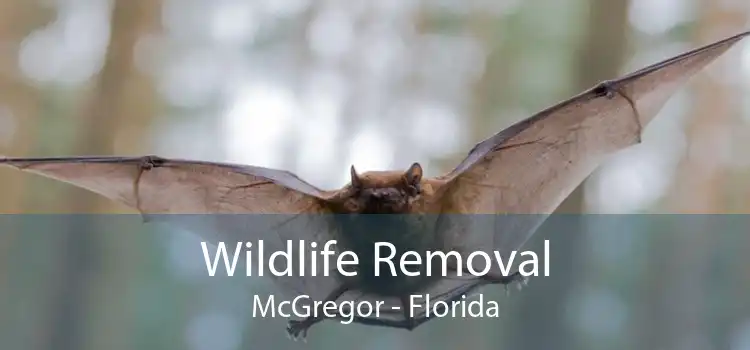 Wildlife Removal McGregor - Florida