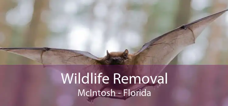 Wildlife Removal McIntosh - Florida