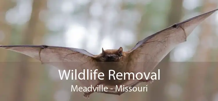Wildlife Removal Meadville - Missouri