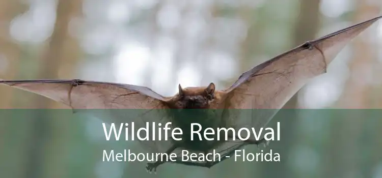 Wildlife Removal Melbourne Beach - Florida