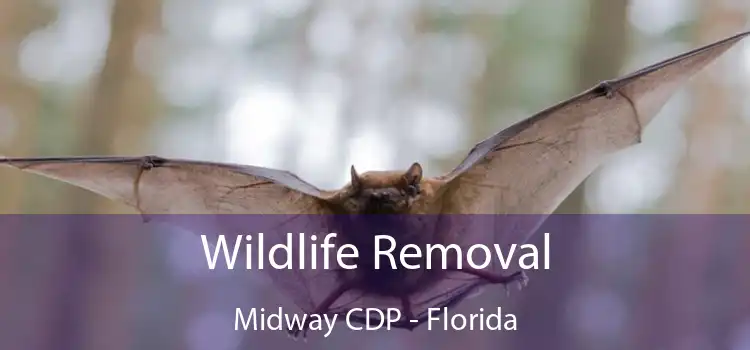 Wildlife Removal Midway CDP - Florida
