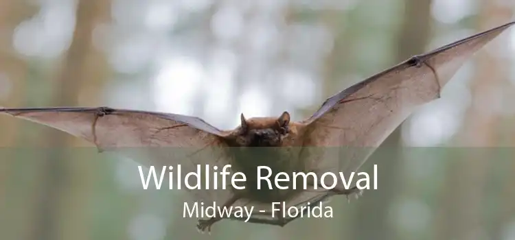 Wildlife Removal Midway - Florida
