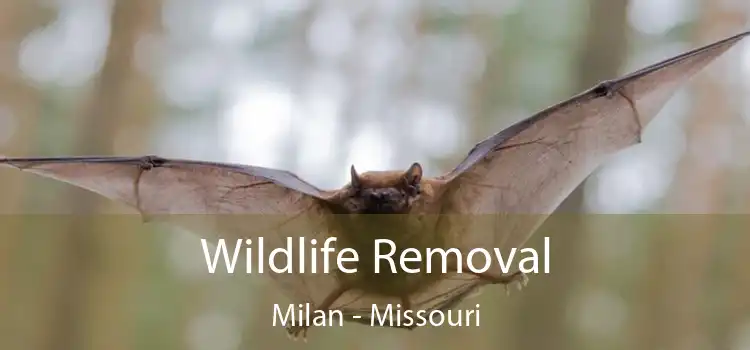 Wildlife Removal Milan - Missouri
