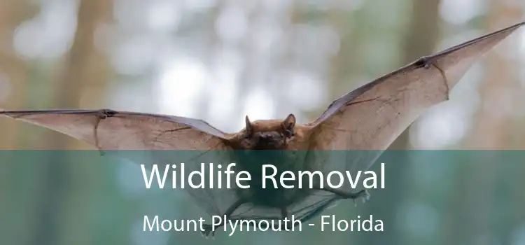 Wildlife Removal Mount Plymouth - Florida
