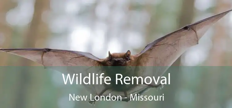 Wildlife Removal New London - Missouri