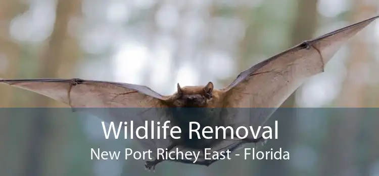 Wildlife Removal New Port Richey East - Florida