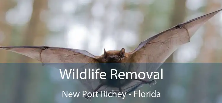 Wildlife Removal New Port Richey - Florida