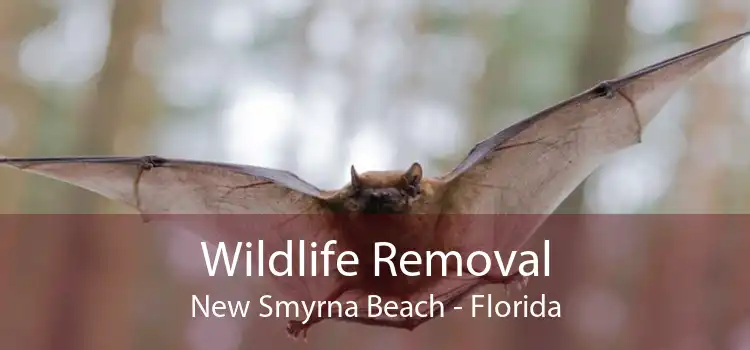 Wildlife Removal New Smyrna Beach - Florida