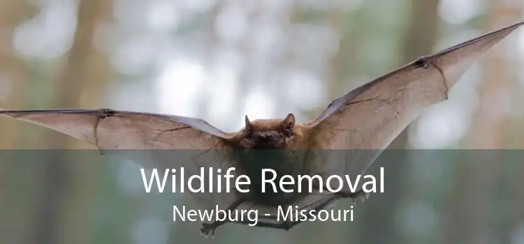 Wildlife Removal Newburg - Missouri