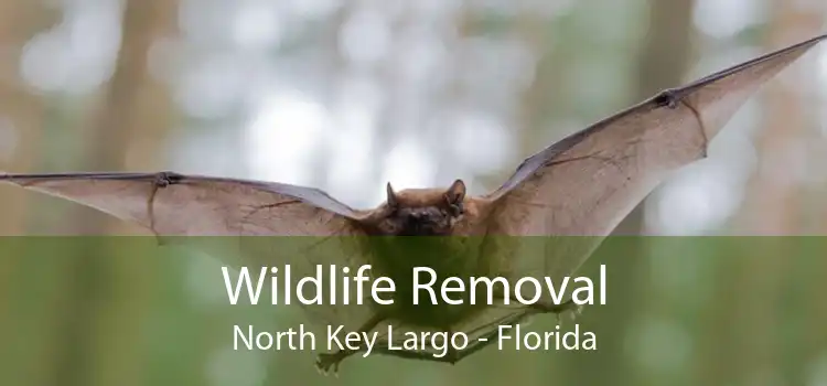 Wildlife Removal North Key Largo - Florida
