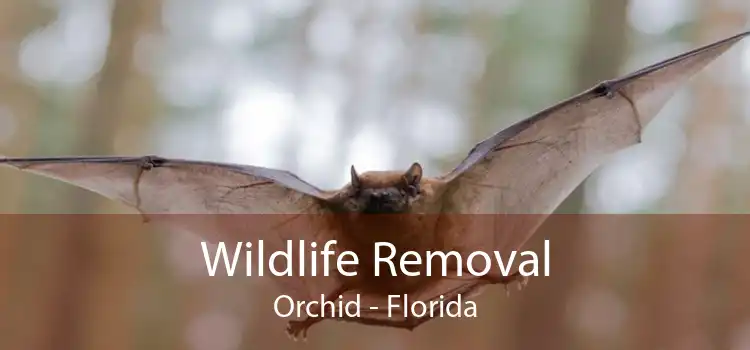 Wildlife Removal Orchid - Florida