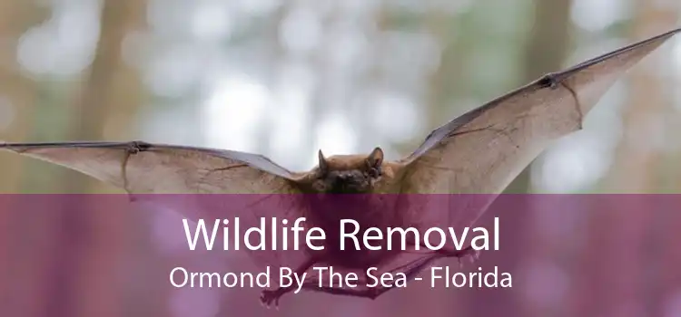 Wildlife Removal Ormond By The Sea - Florida