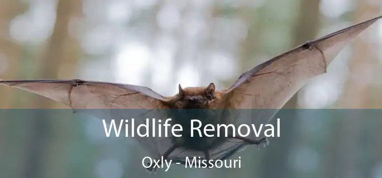 Wildlife Removal Oxly - Missouri