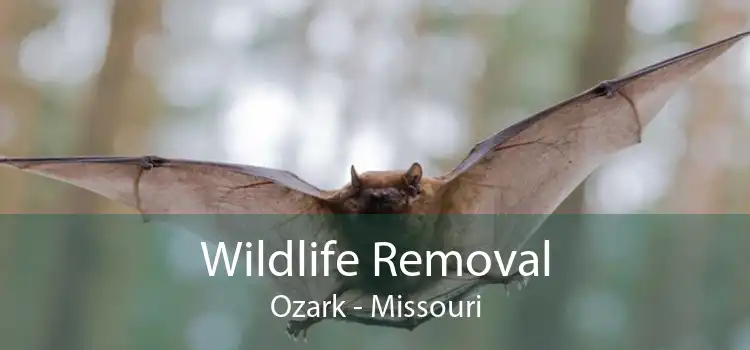 Wildlife Removal Ozark - Missouri