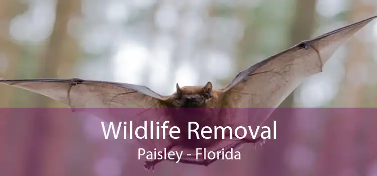 Wildlife Removal Paisley - Florida