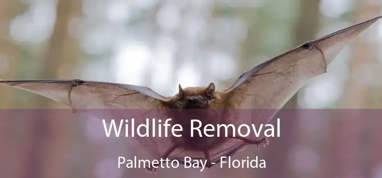Wildlife Removal Palmetto Bay - Florida