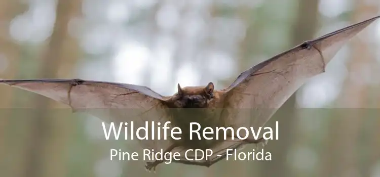 Wildlife Removal Pine Ridge CDP - Florida