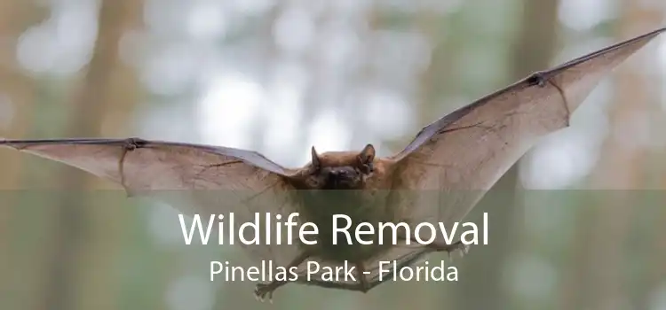 Wildlife Removal Pinellas Park - Florida