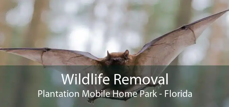 Wildlife Removal Plantation Mobile Home Park - Florida