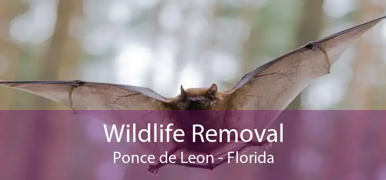 Wildlife Removal Ponce de Leon - Florida