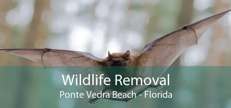 Wildlife Removal Ponte Vedra Beach - Florida