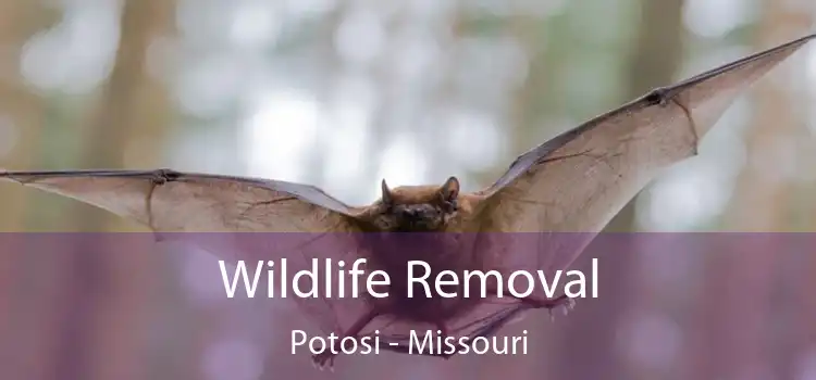 Wildlife Removal Potosi - Missouri