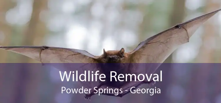 Wildlife Removal Powder Springs - Georgia
