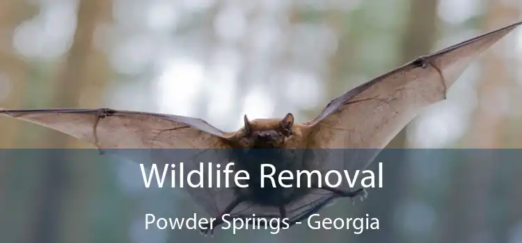 Wildlife Removal Powder Springs - Georgia