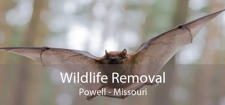 Wildlife Removal Powell - Missouri