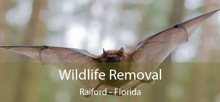 Wildlife Removal Raiford - Florida